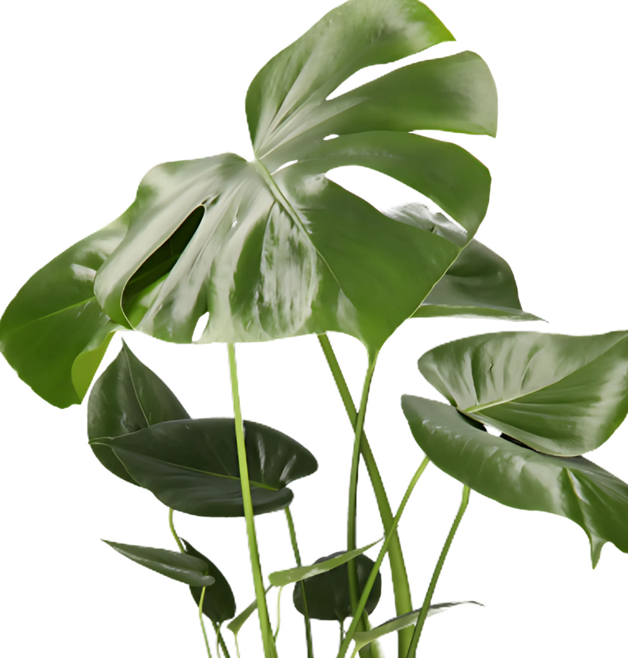 3er-Set | Monstera “Deliciosa” | +/- 50-60cm | ø 12-15cm Topf
